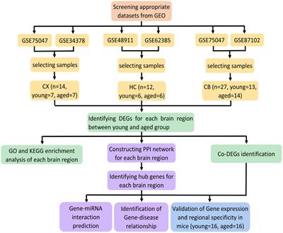 Exploring molecular signatures related to the mechanism of aging in different brain regions by integrated bioinformatics